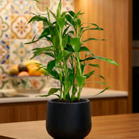 Lucky Bamboo Plant