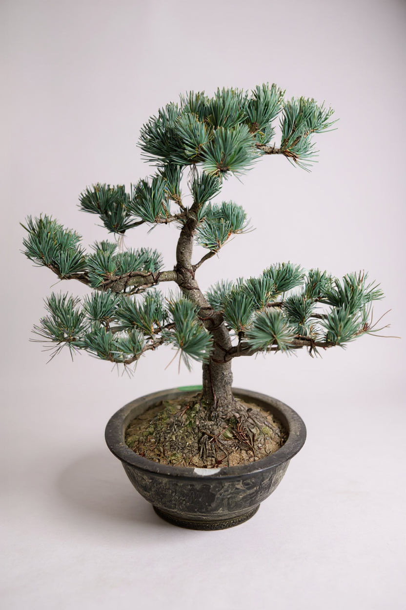 Japanese Black Pine Bonsai — Mature Specimen (16–20+ Years)