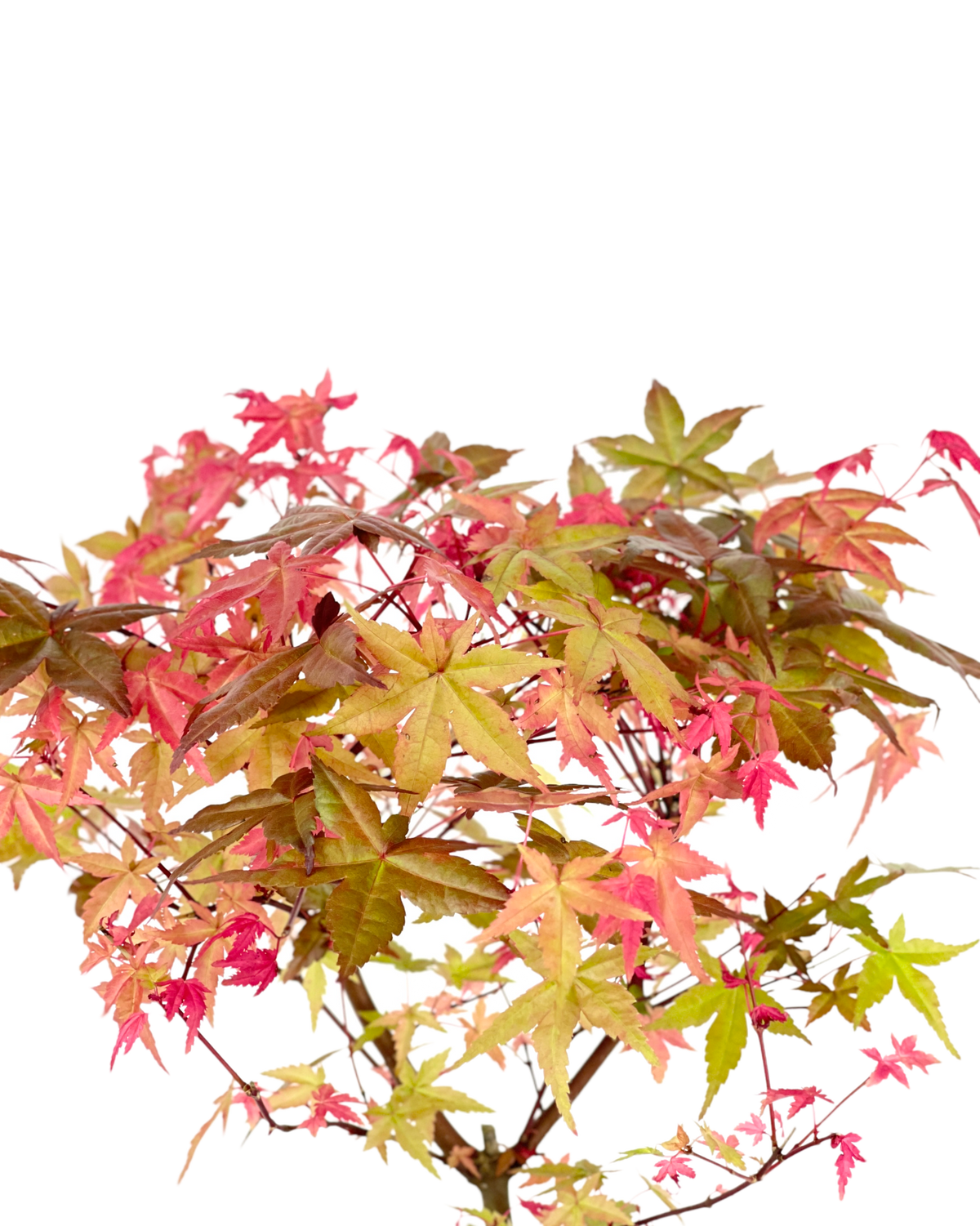 Acer Palmatum Maple Bonsai (Japan) - Potted plant -  Tumbleweed Plants