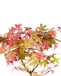 Acer Palmatum Maple Bonsai (Japan) - Potted plant -  Tumbleweed Plants