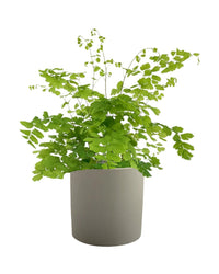 Adiantum - Maidenhair Fern Plant - grow pot - Potted plant - Tumbleweed Plants - Online Plant Delivery Singapore