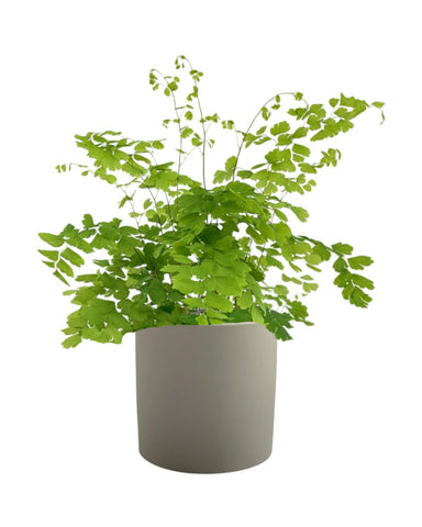 Adiantum - Maidenhair Fern Plant