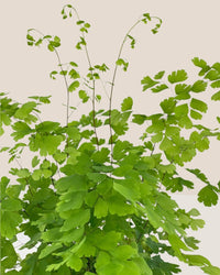 Adiantum - Maidenhair Fern Plant - grow pot - Potted plant - Tumbleweed Plants - Online Plant Delivery Singapore