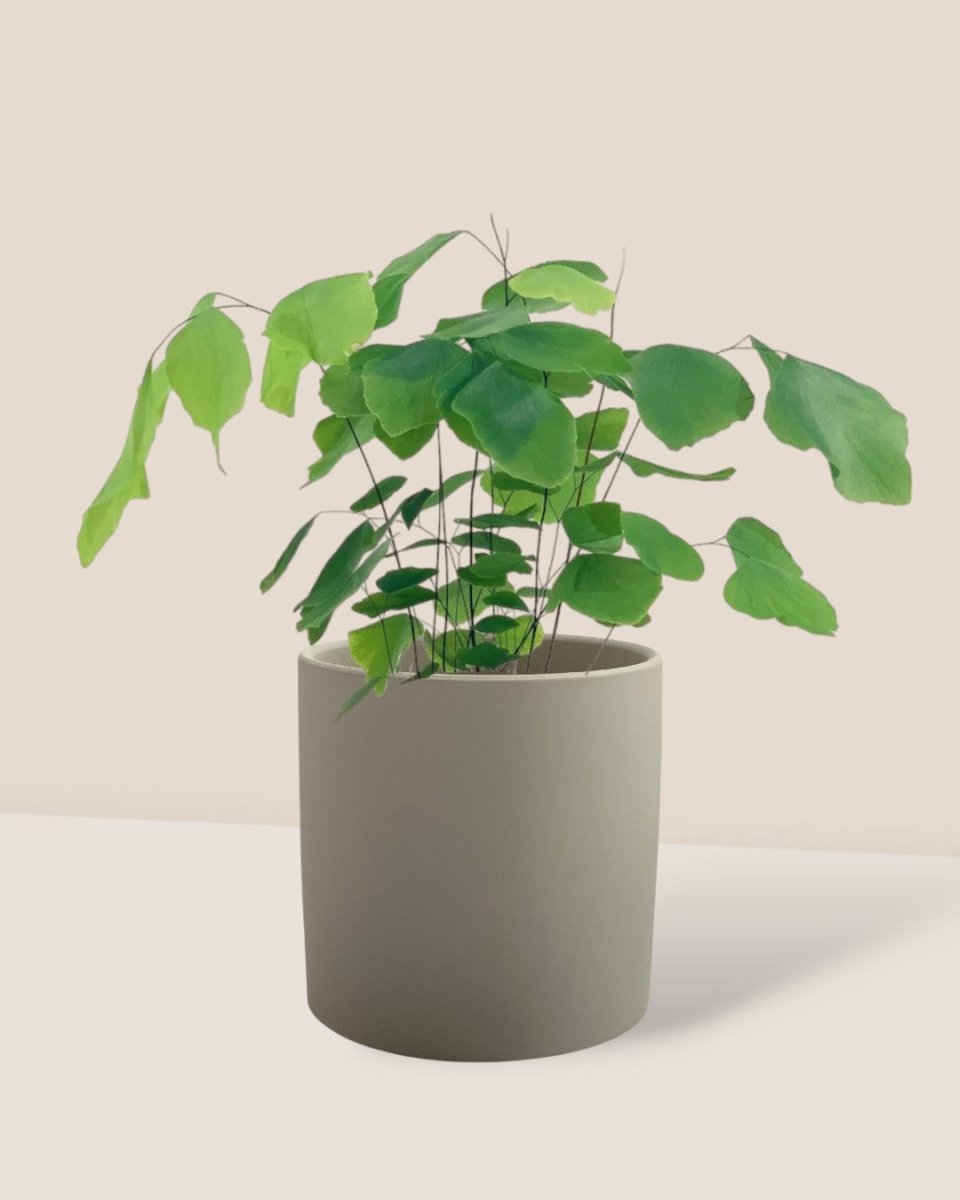 Adiantum Peruvianum - grow pot - Potted plant - Tumbleweed Plants - Online Plant Delivery Singapore