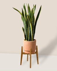 Adjustable Wood Stand - Walnut - Stand - Tumbleweed Plants - Online Plant Delivery Singapore