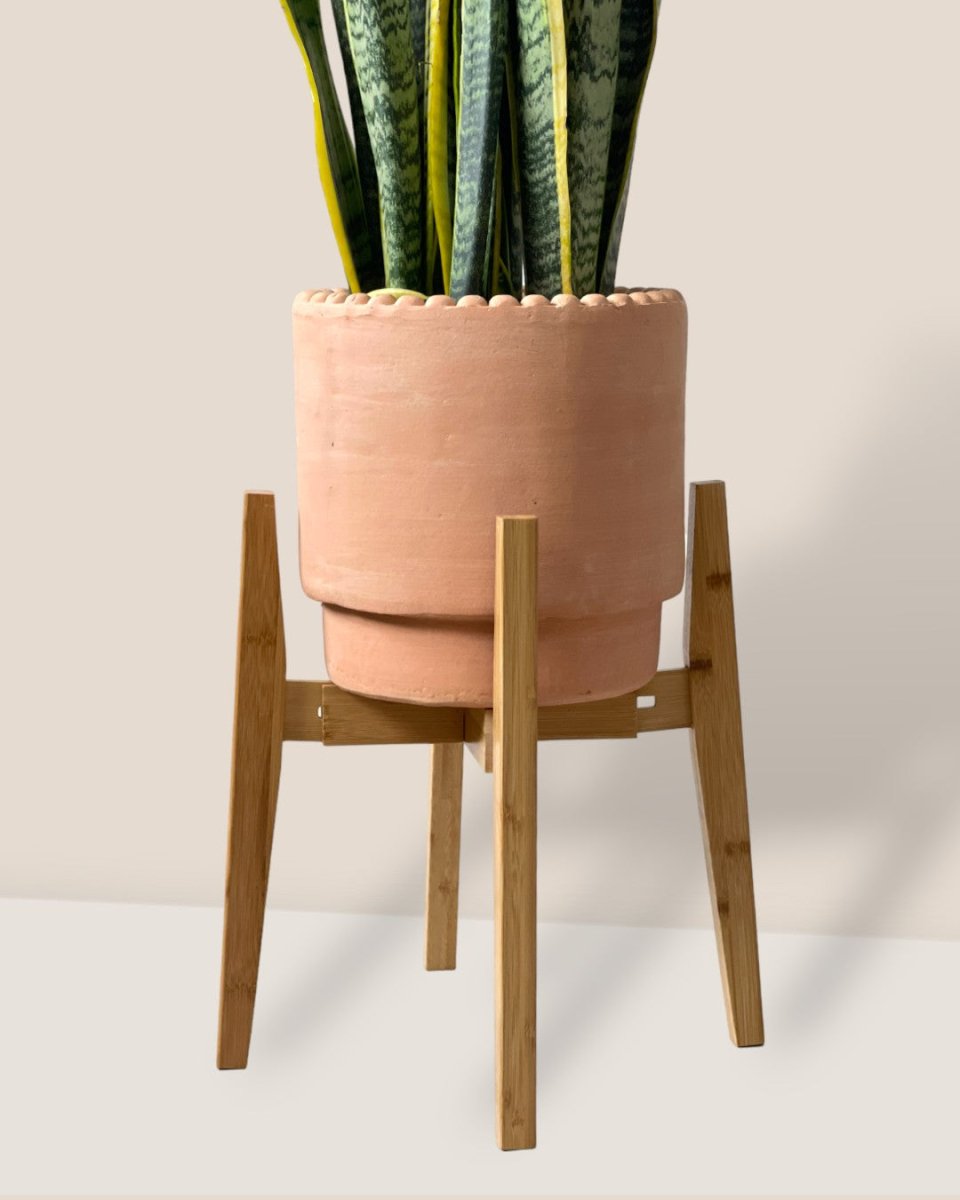 Adjustable Wood Stand - Light Wood - Stand - Tumbleweed Plants - Online Plant Delivery Singapore