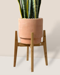 Adjustable Wood Stand - Light Wood - Stand - Tumbleweed Plants - Online Plant Delivery Singapore