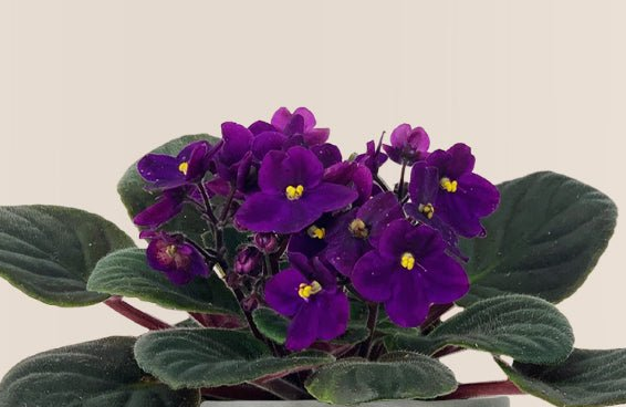 African Violet
