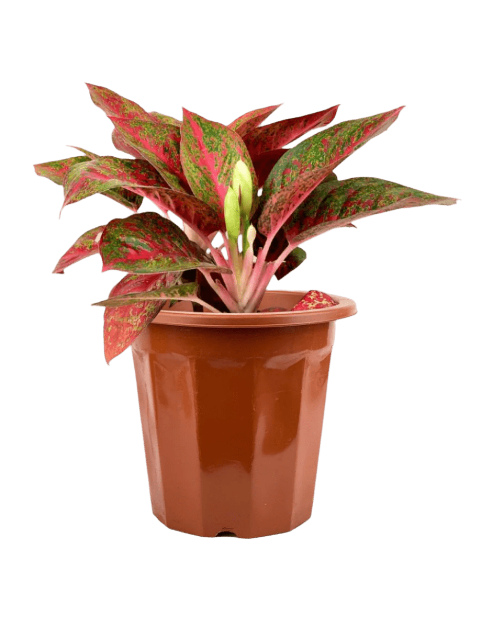 aglaonema singapore Aglaonema Pink (Pink Stems)