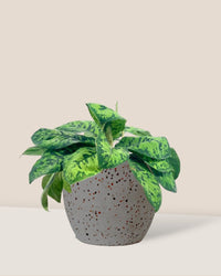 Aglaonema Trico Camo - Grow Pot - Potted plant - Tumbleweed Plants - Online Plant Delivery Singapore