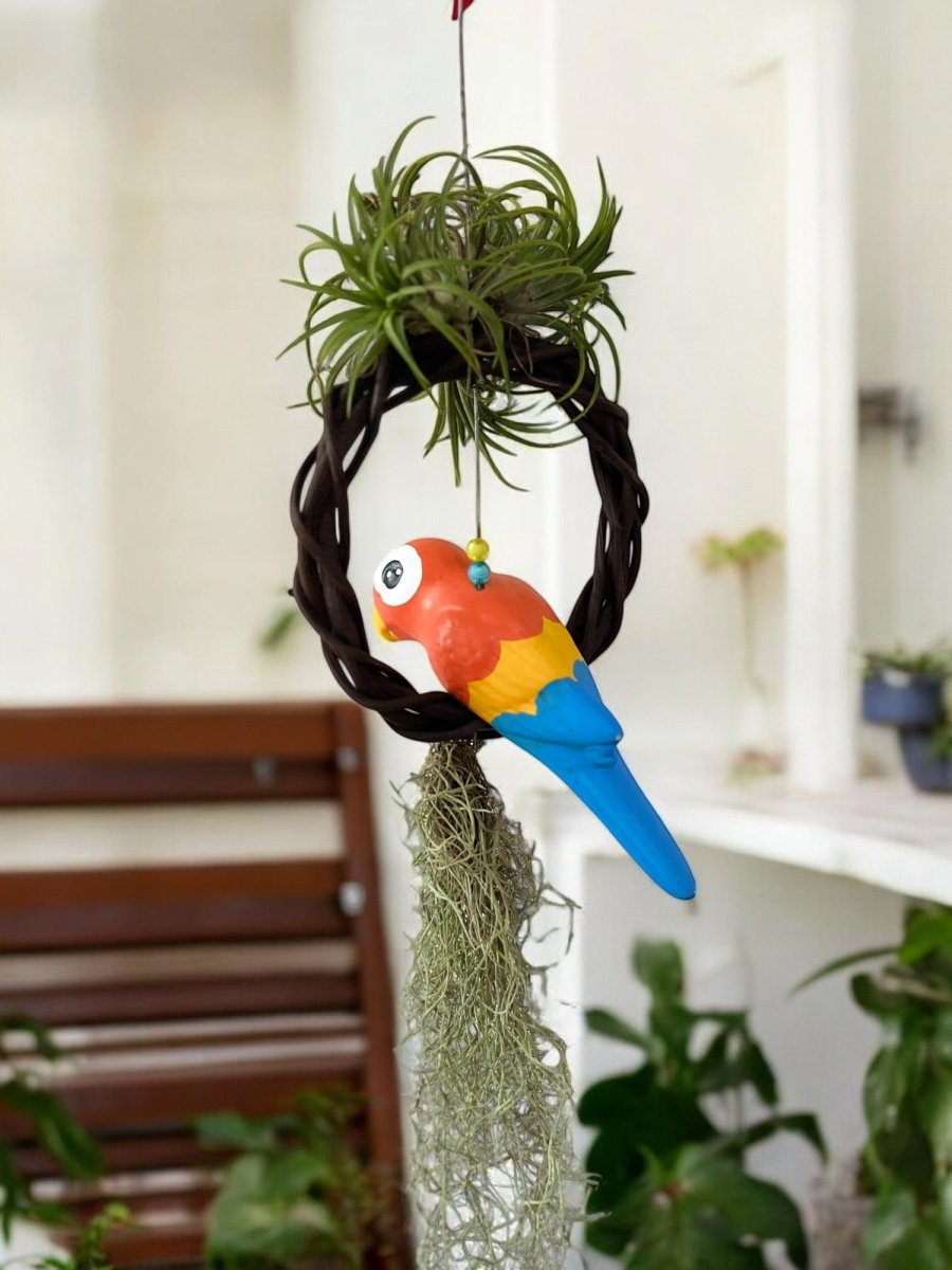 parrot hanging planter Air Plant Tillandsia
