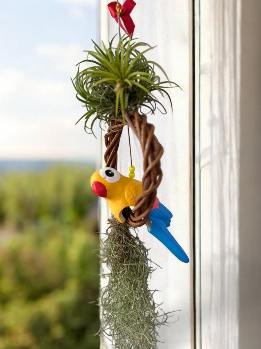 Air Plant - Tillandsia (Hanging) - Potted plant - GIFT - AIRP - 4676 - Tumbleweed Plants - Online Plant Delivery Singapore