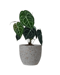 Anthurium Clarinervium - Potted plant - JUST - ANTH - TRR - 2748 - Tumbleweed Plants - Online Plant Delivery Singapore