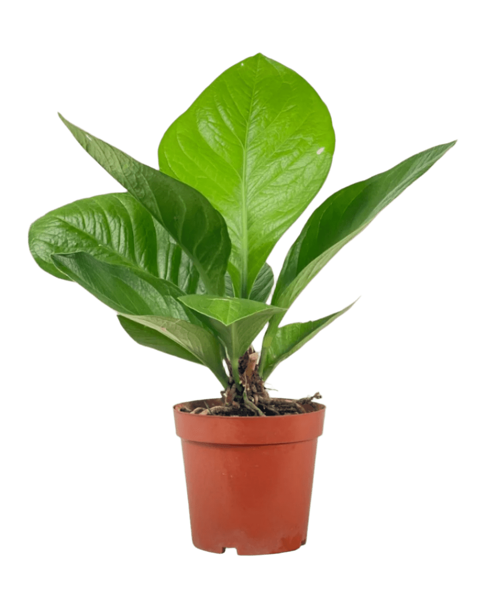 anthurium jungle bush care Buy Anthurium Jungle Bush SG