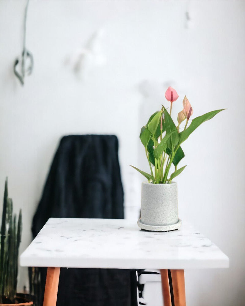Anthurium Lili Pink - white flour planter - round - Potted plant - Tumbleweed Plants - Online Plant Delivery Singapore