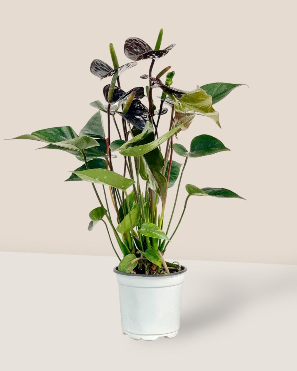 Anthurium Livium Black - Potted plant - Tumbleweed Plants - Online Plant Delivery Singapore