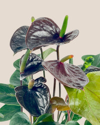 Anthurium Livium Black - Potted plant - Tumbleweed Plants - Online Plant Delivery Singapore