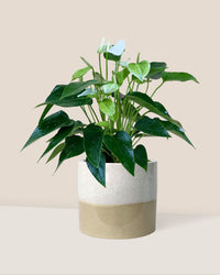 Anthurium White Dream - Potted plant -  Tumbleweed Plants