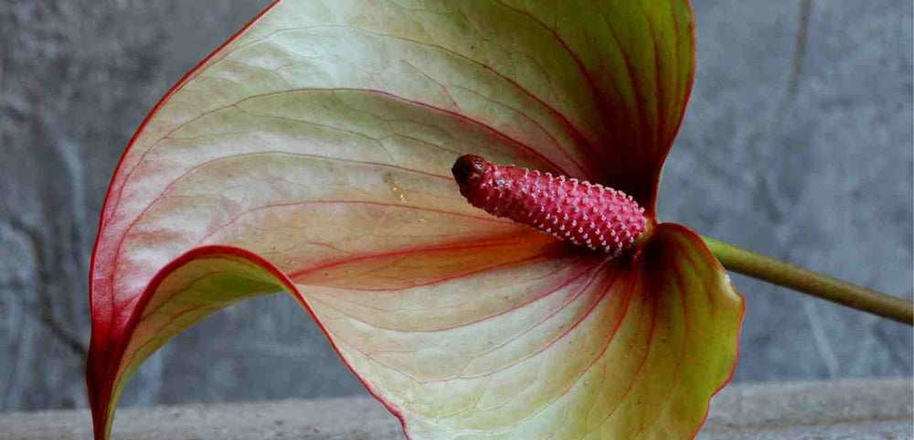 Anthurium Family Plant