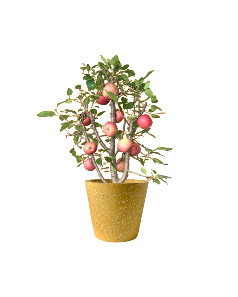 Apple Tree - egg pots - pink/ small - Potted plant - Tumbleweed Plants - Online Plant Delivery Singapore