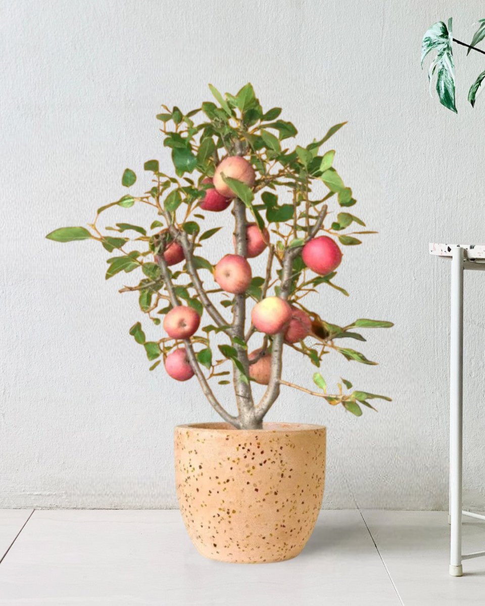 Apple Tree - egg pots - pink/ small - Potted plant - Tumbleweed Plants - Online Plant Delivery Singapore