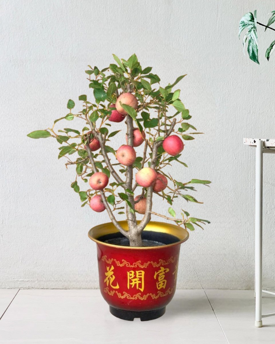 Apple Tree - grow pot - Potted plant - Tumbleweed Plants - Online Plant Delivery Singapore