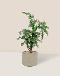 Araucaria cunninghamii - Hoop Pine - Potted plant -  Tumbleweed Plants