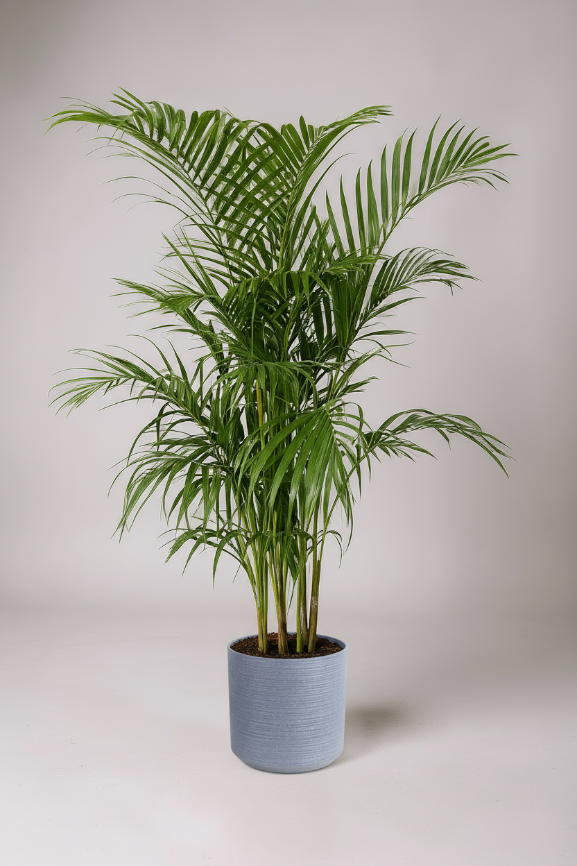 Areca Palm (1-1.8m) - Potted plant -  Tumbleweed Plants
