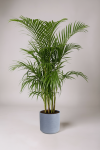 Areca Palm (1-1.8m) - Potted plant -  Tumbleweed Plants