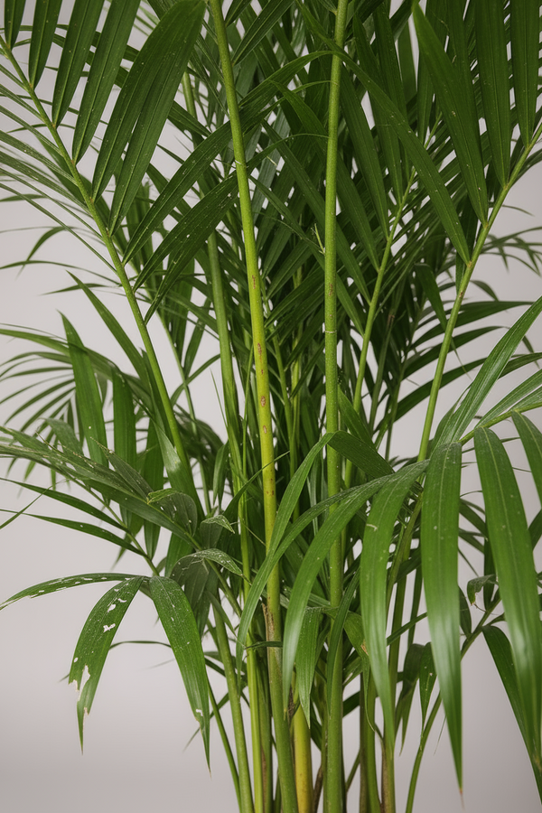 Areca Palm (1-1.8m) - Potted plant -  Tumbleweed Plants