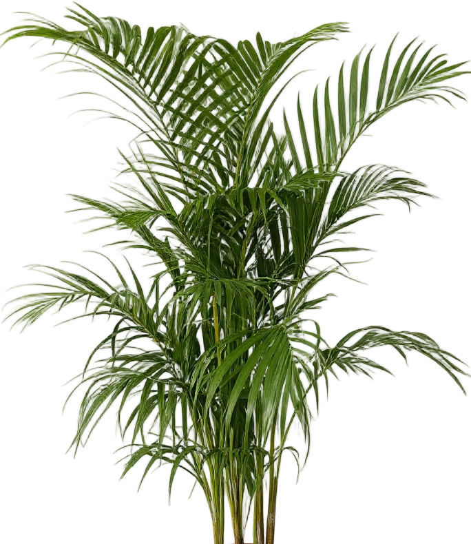 Areca Palm (1-1.8m)