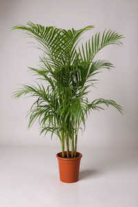 Areca Palm (1-1.8m) - Potted plant -  Tumbleweed Plants