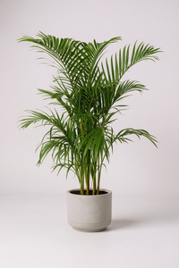 Areca Palm (1-1.8m) - Potted plant -  Tumbleweed Plants