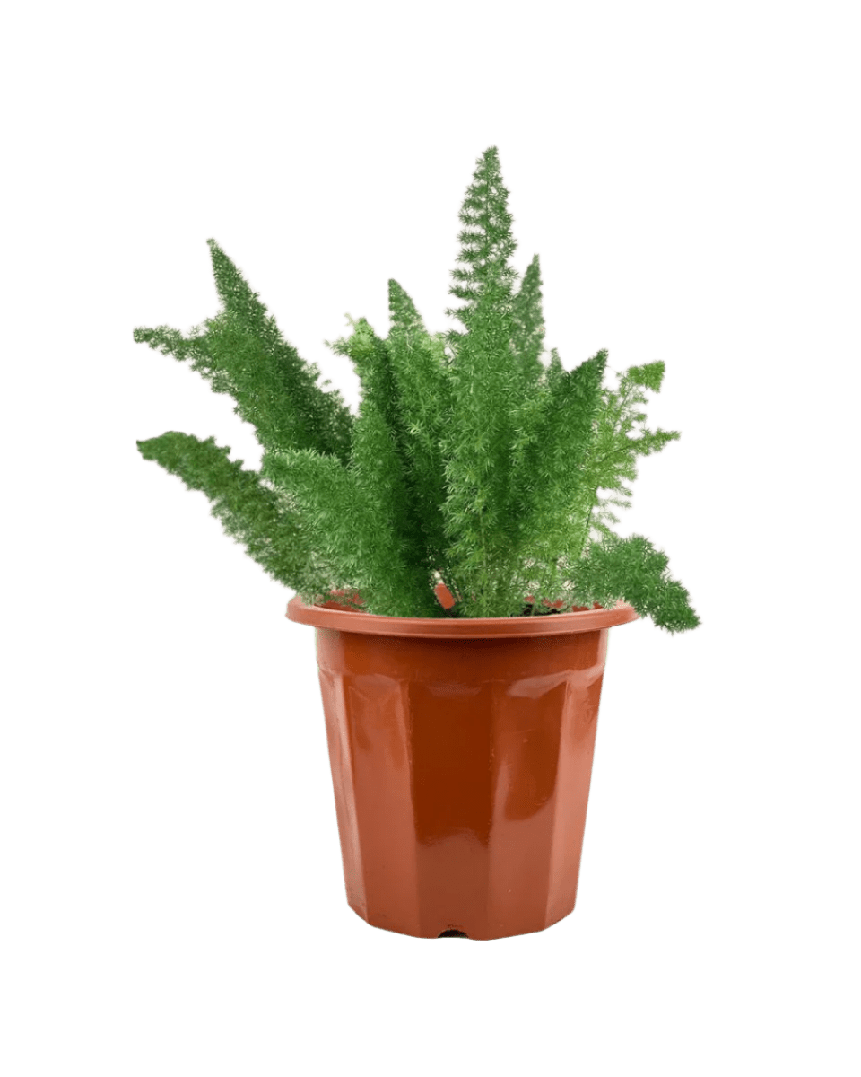 succulent that looks like asparagus Asparagus Densiflorus