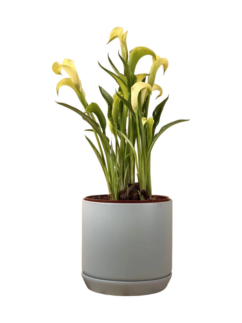 Assorted Calla Lily - grow pot - Potted plant - Tumbleweed Plants - Online Plant Delivery Singapore