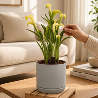 Calla Lily