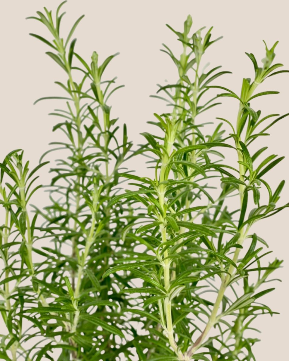 Assorted Rosemary - grow pot - Potted plant - Tumbleweed Plants - Online Plant Delivery Singapore