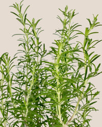 Assorted Rosemary - grow pot - Potted plant - Tumbleweed Plants - Online Plant Delivery Singapore