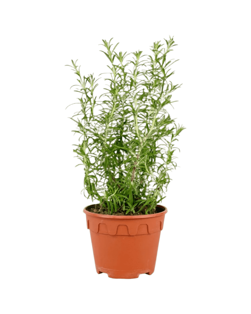 Grow Pot