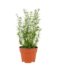 Assorted Rosemary - Potted plant - POTT - ASSO - GRW - 5326 - Tumbleweed Plants - Online Plant Delivery Singapore