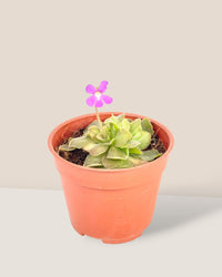 Small Assorted Succulents - Potted plant - Tumbleweed Plants - Online Plant Delivery Singapore