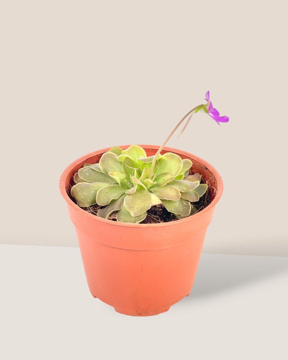 Small Assorted Succulents - Potted plant - Tumbleweed Plants - Online Plant Delivery Singapore