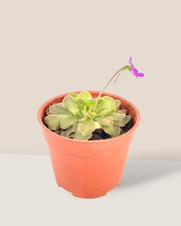 Small Assorted Succulents - Potted plant - Tumbleweed Plants - Online Plant Delivery Singapore