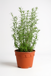 Assorted Rosemary - Potted plant -  Tumbleweed Plants