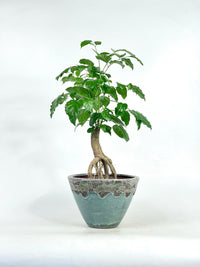 Baby China Doll Bonsai (0.45m) - jade sea cone - Potted plant - Tumbleweed Plants - Online Plant Delivery Singapore