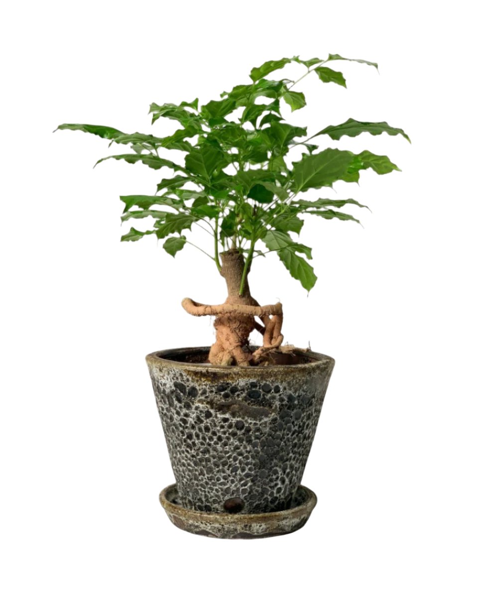 china doll bonsai tree Baby China Doll Bonsai