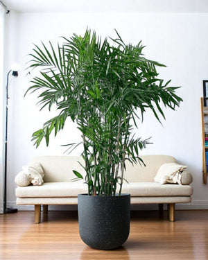 Bamboo Palm - Potted plant - POTT - BAMB - GRWNRP - 5064 - Tumbleweed Plants - Online Plant Delivery Singapore