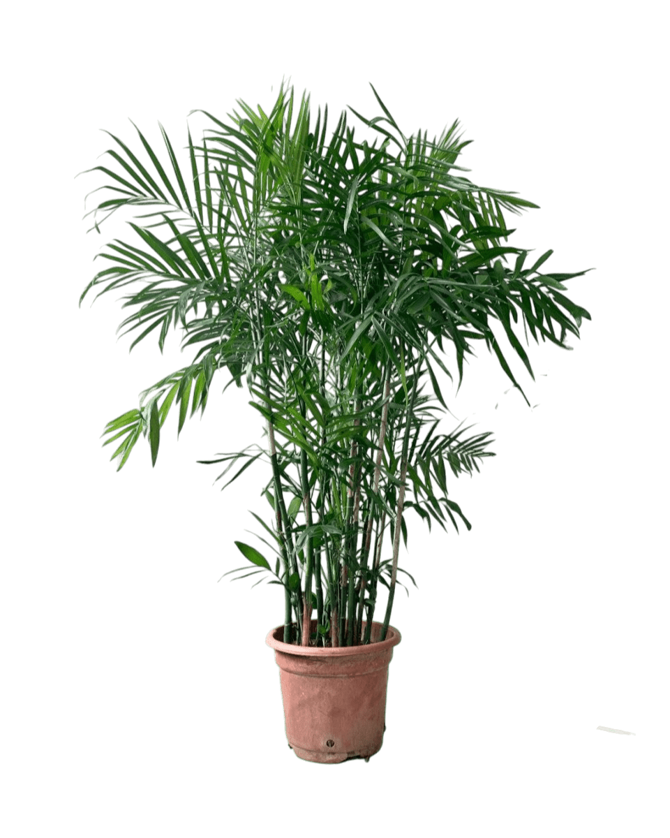 Bamboo Palm in a grow pot