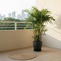 Bamboo Palm
