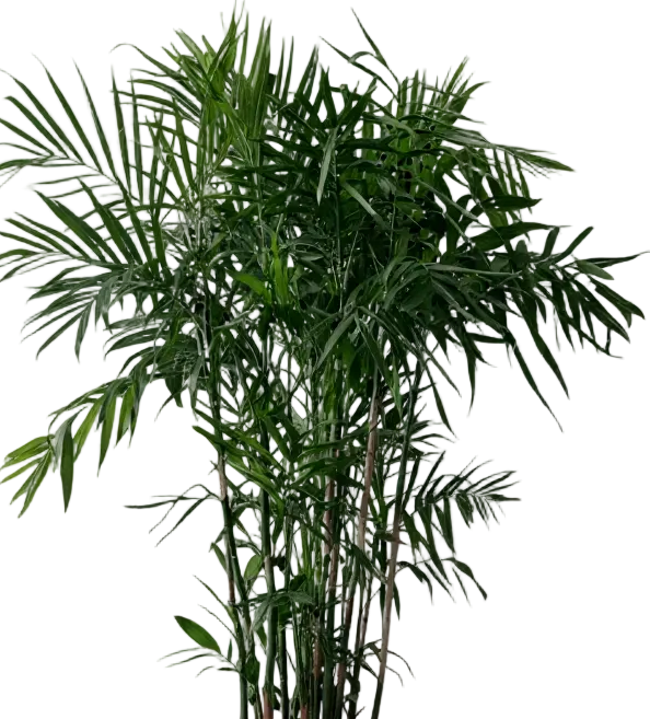 Bamboo Palm